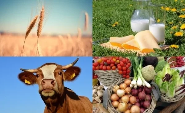КРда айыл чарба продукциясынын жалпы өндүрүмү январь айында 12,4 млрд сомду түздү