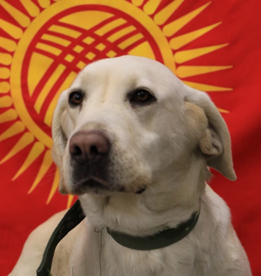 Бишкектин №25 мектебинде наркотиктерди иттер менен издөө көрсөтүлдү
