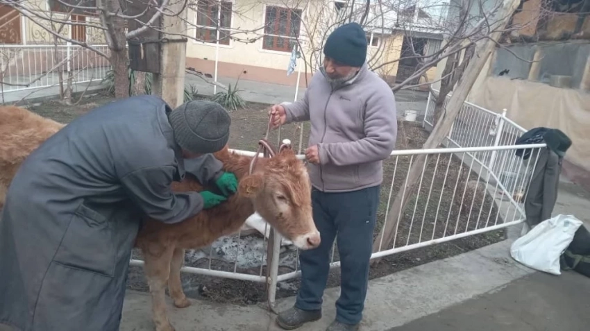 Кыргызстанда жайкы малдарды эмдөө башталды