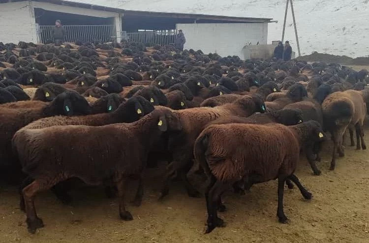 Кыргызстанда «Ала-Тоо» тукумундагы койлорго патент алуу укугу берилди