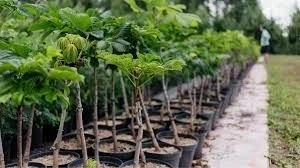 Кыргызстанга киргизүүгө чектелбеген көчөттөрдүн тизмеси бекитилди