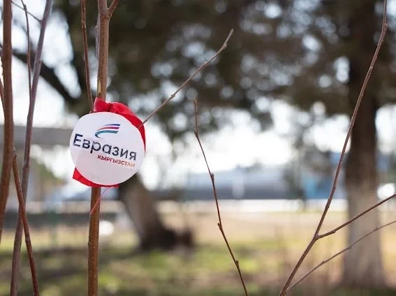 Чүй облусунда жаңы наркыз дарактар аллеясы пайда болду