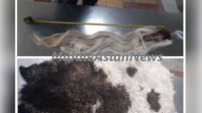 Россельхознадзор Монголия жарандын аттын кулагын контрабандасын аныктады