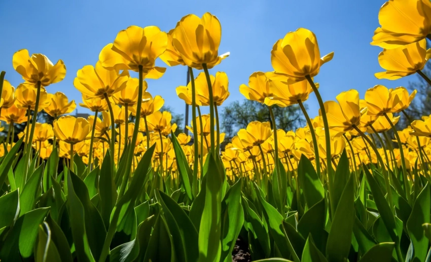 Бишкекте +20 градуска чейин жылуу болот