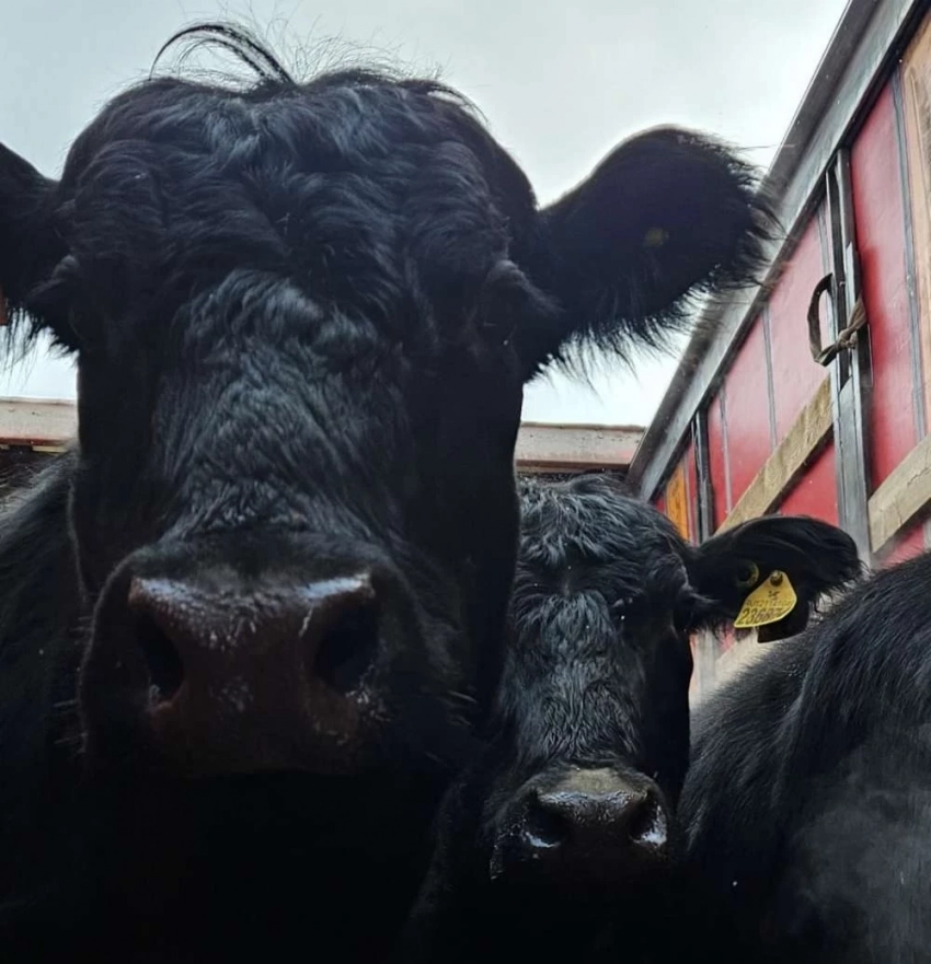 Россияда 66 сиырды Кыргызстанга чыгарууга тыюу салынды