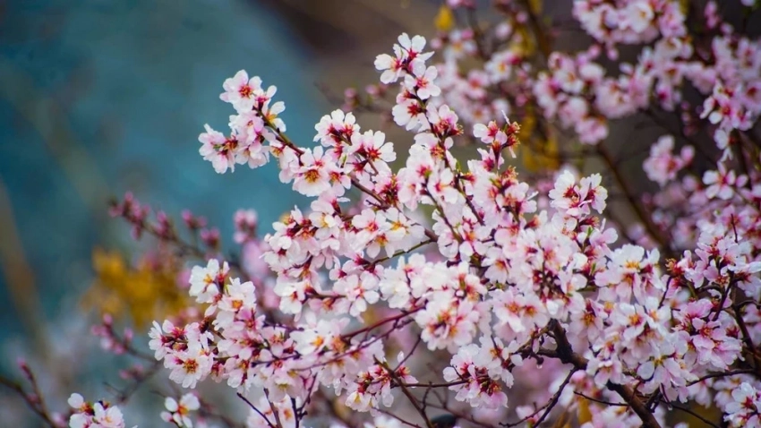 Ташкентте 16-мартта 20-22° жылуу болушу күтүлүүдө