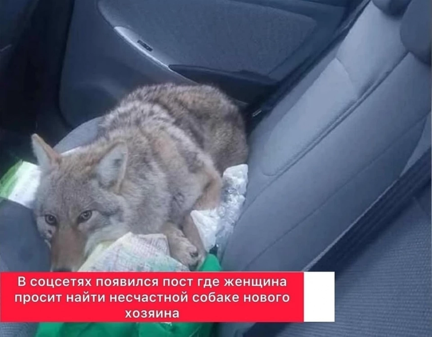 Аял карышты жоонду ит бойдон алып машинага салып алды