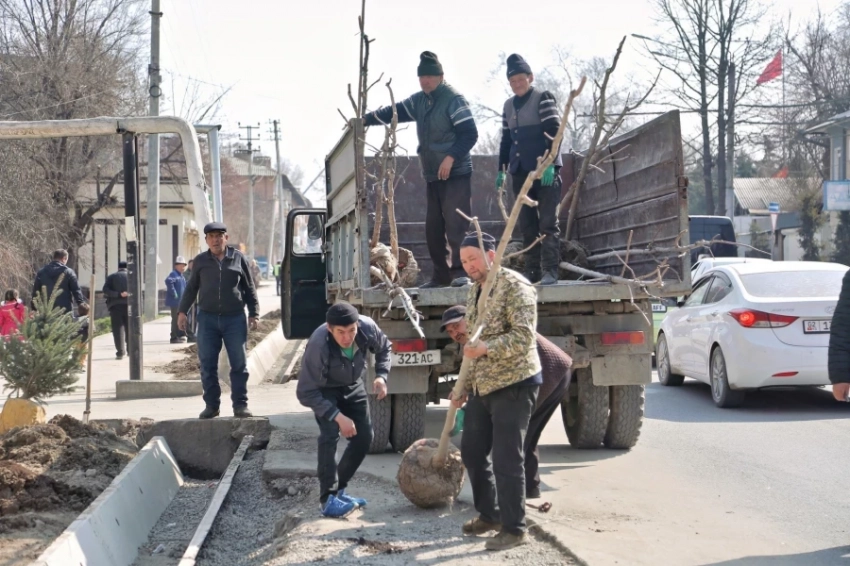 Ош шаарындагы жашылдандыруу: жомок клен көчөтү үчүн 200-250 доллар