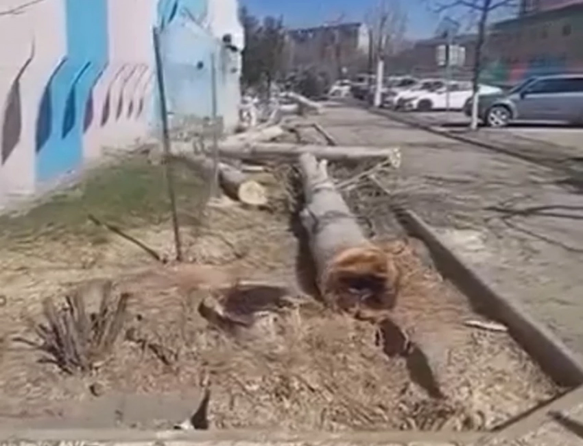 Бишкектин 7-м микрорайонунда дарактар массалык түрдө кыяланып жатат (видео)