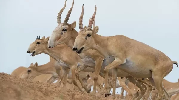Казакстандагы суу сактагычтын жээгинде жөөк түшкөн сайгактардын ондон ашык мүрзөсү табылды