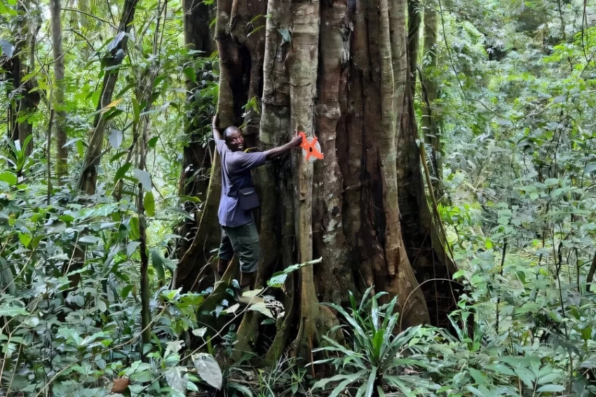 Учуктор Танзаниянын токойлорунан чоң байыркы дарактарды тапты