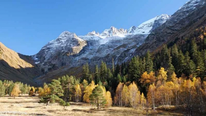 Ысык-Көлдө 10 миллиондон ашык дарак отургузулат