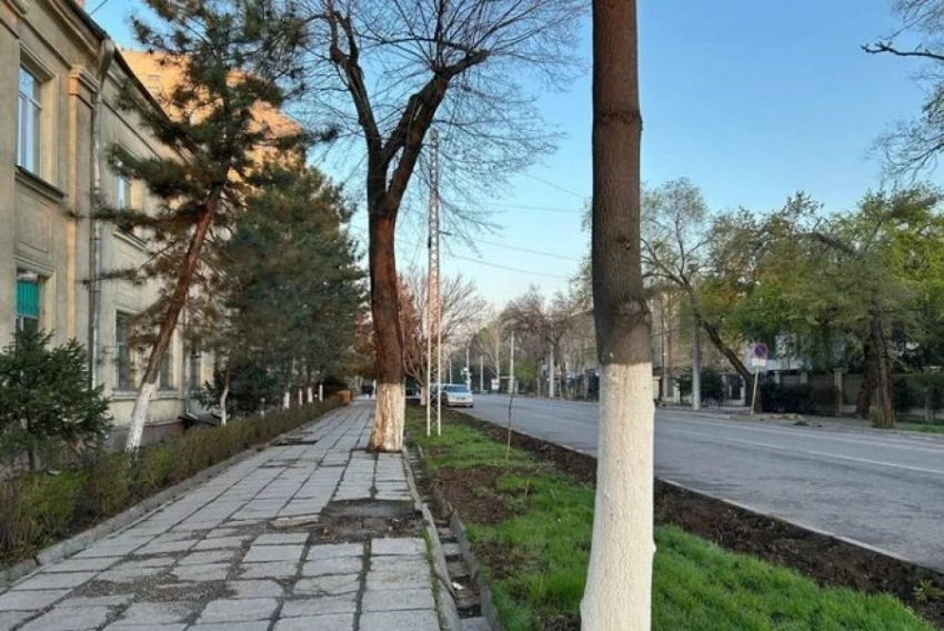 Кустарник «Бишкекзеленстрой»-го «насолду»?