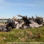 В Германии гибель журавлей от птичьего гриппа достиг невиданных масштабов