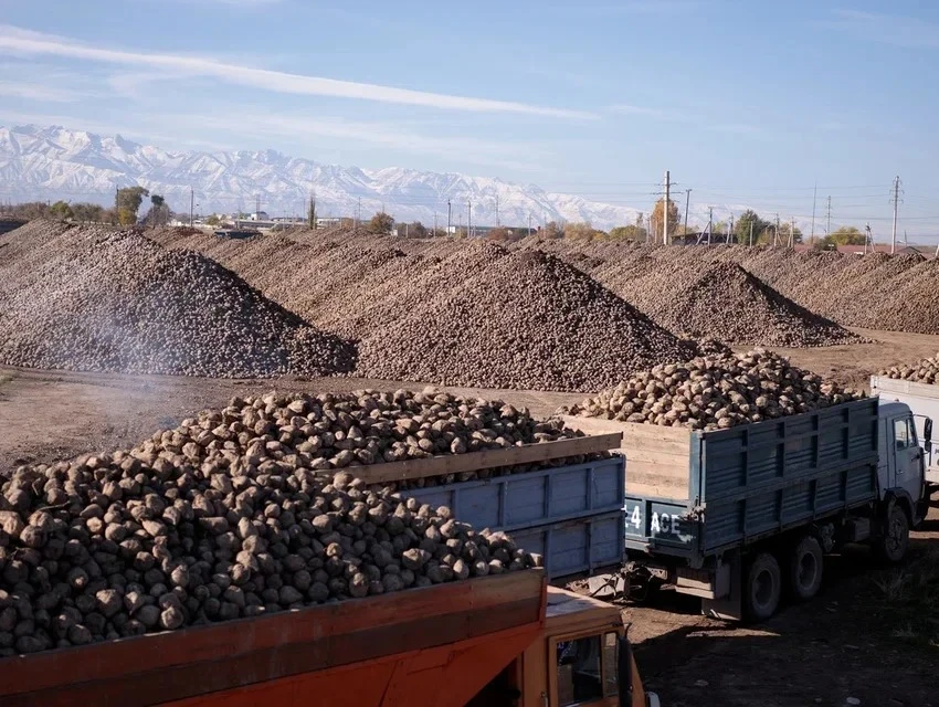 В Кыргызстане на пунктах приема сахарной свеклы внедрена система онлайн-очереди