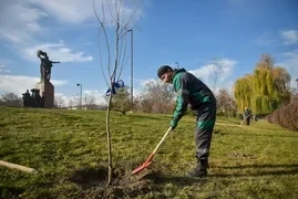 В центре Бишкека высадили аллею из 14 ив