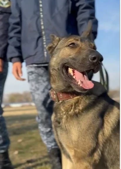 Кинологи ГТС взяли три золота и серебро на межведомственных соревнованиях