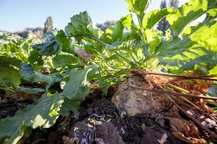 В КР свекловоды могут сдать свой урожай через электронную очередь