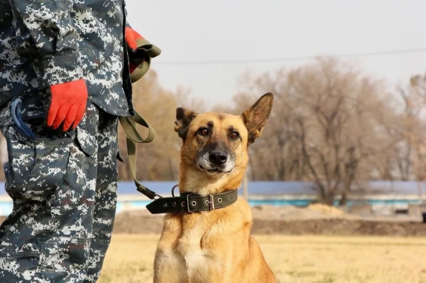 В Бишкеке прошло соревнование среди служебных собак из разных ведомств (итоги и фото)