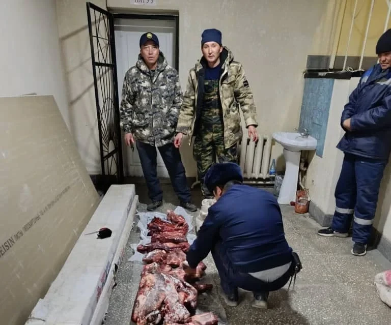 В Ат-Башынском районе задержан браконьер, застреливший двух горных козлов