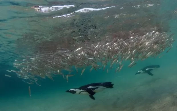 60 000 африканских пингвинов умерли от голода из-за резкого падения популяции сардин – исследование