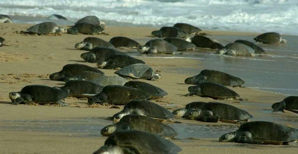 Отдых в Гоа: гид для кыргызстанцев о главном туристическом месте Индии