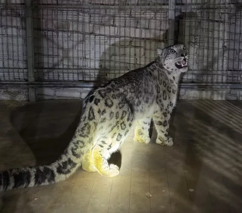 В одно из сел Кеминского района забрел снежный барс, занесённый в Красную книгу