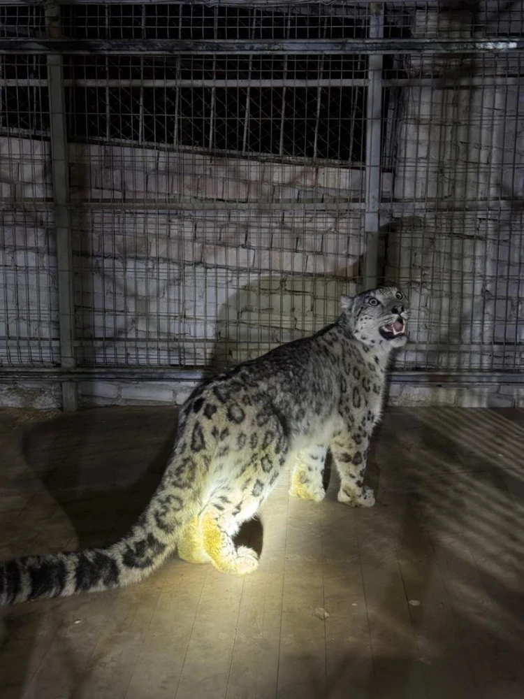 В Кеминском районе снежный барс спустился в село и застрял на дереве