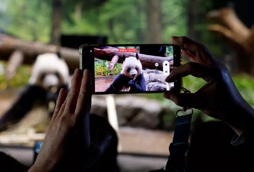 В Японии со слезами прощаются с пандами-близнецами, которые раньше срока должны вернуться в Китай