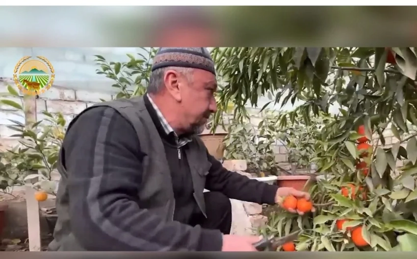 Успешный эксперимент. Фермер в Сузаке выращивает тропические фрукты