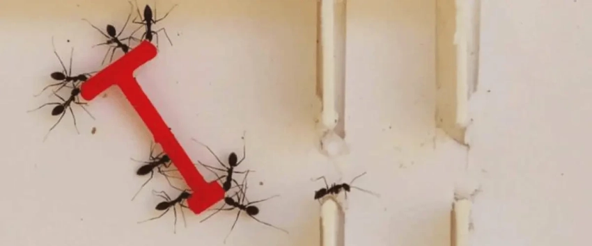 Молодые муравьи могут молить «братьев» о смерти: в чем причина