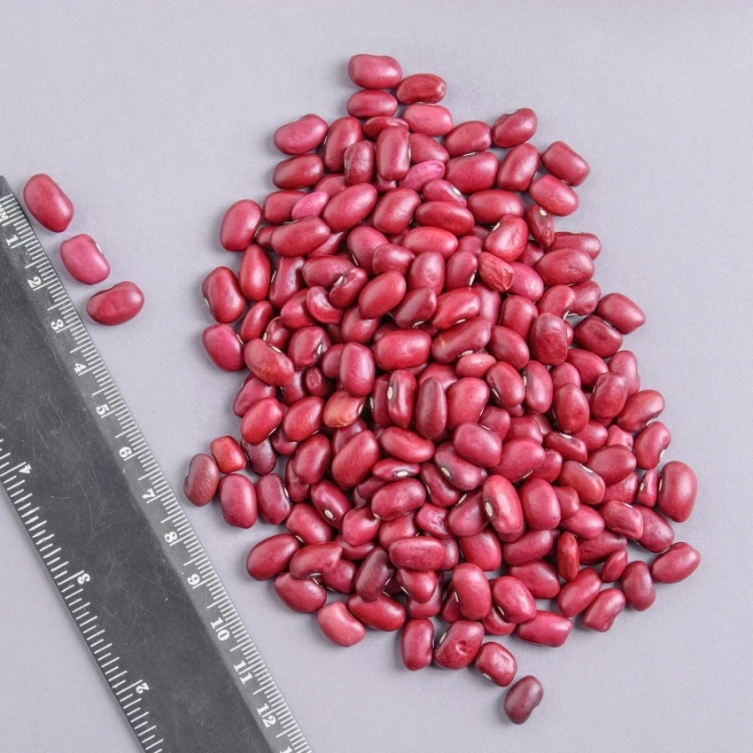 Государство выкупило у фермеров Таласа фасоли на 100 млн сомов