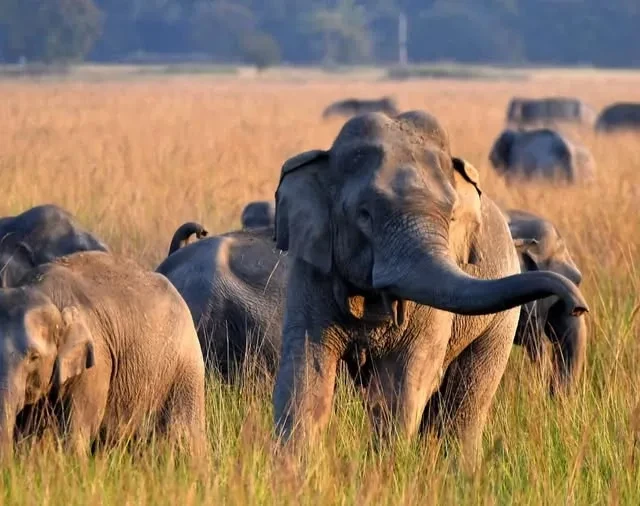 В Индии ищут слона с одним бивнем, который с 1 января убил 22 человека