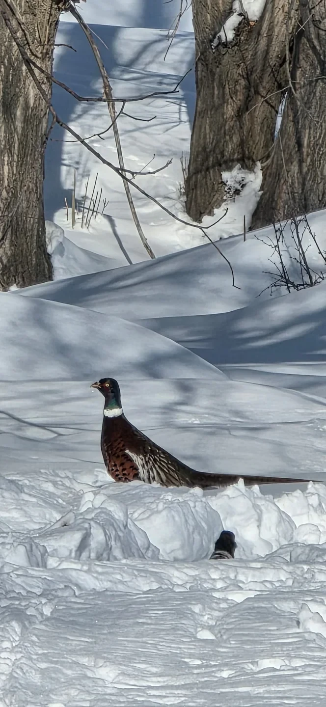 На озере Иссык-Куль и водохранилище Орто-Токой провели зимний учет птиц