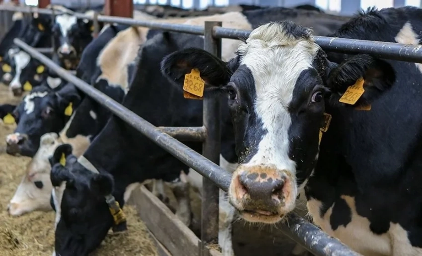 В Кыргызстане количество племенных хозяйств достигло 185