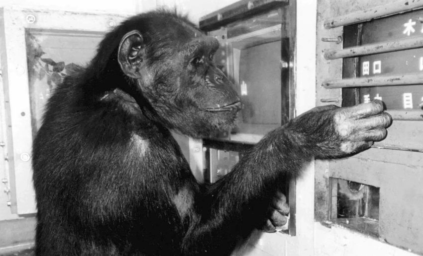 Шимпанзе Ай, распознававшая буквы, цифры и иероглифы, умерла в 49 лет