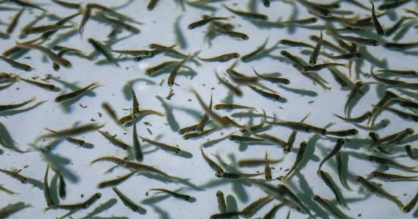 В Иссык-Куль в 2026 году планируют выпустить 14,1 млн мальков