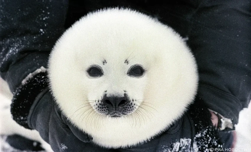 Ученый предупредил о вымирании тюленей в Белом море