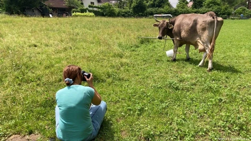 В Австрии корова научилась использовать палку, чтобы отгонять мошек