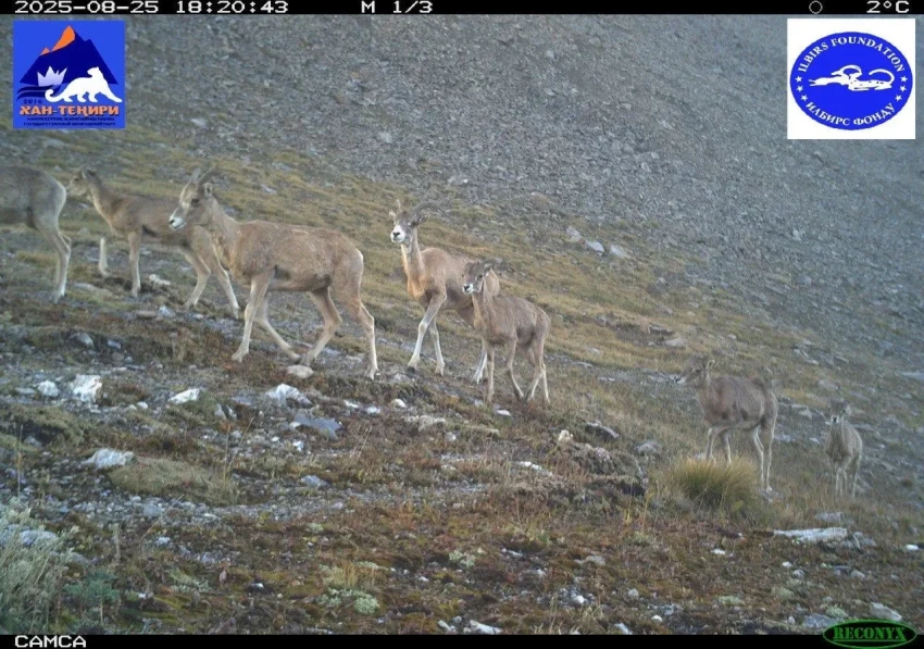 Фотоловушки зафиксировали редких обитателей парка «Хан-Тенири»
