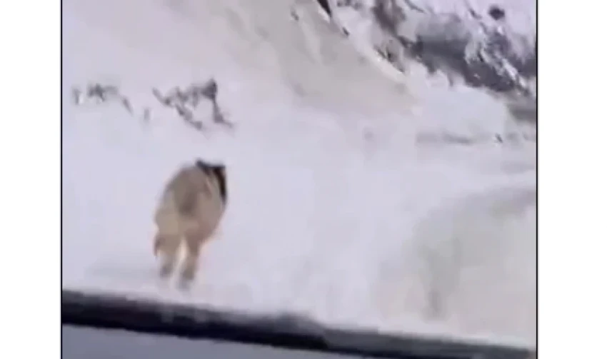 На трассе в Ошской области водитель догнал и задавил волка