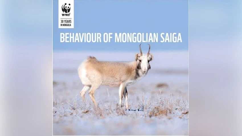 Численность популяции находящихся под угрозой исчезновения монгольских сайгаков увеличилась до 28 857 особей