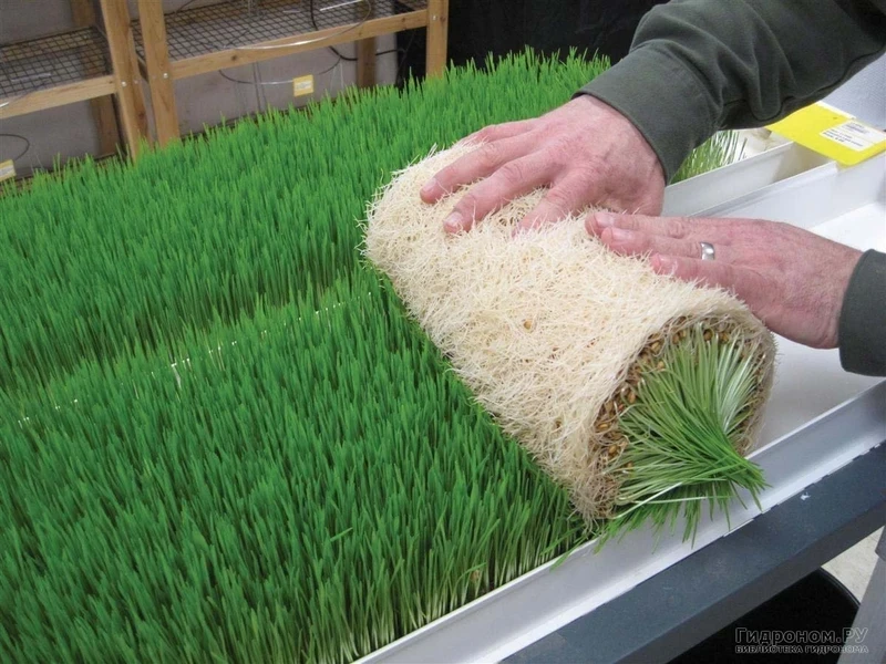 В сельском хозяйстве активно внедряют гидропонику