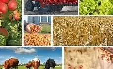 В Бишкеке пройдет форум «Агродиалог–2026»