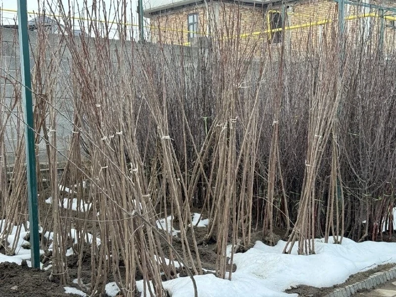 Минсельхоз обучил фермеров Кара-Кулжи правильному выбору семян