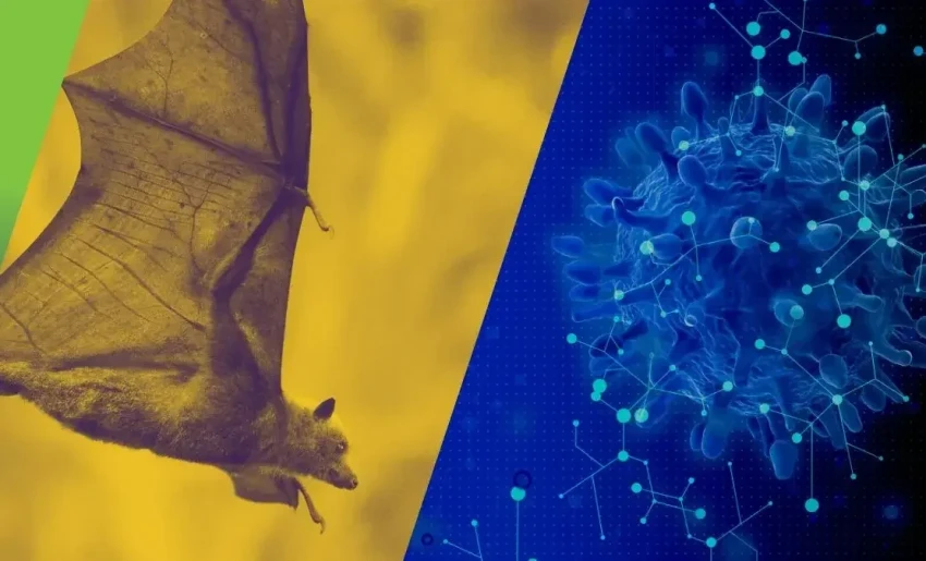 Риск распространения вируса Нипах в Кыргызстане низкий