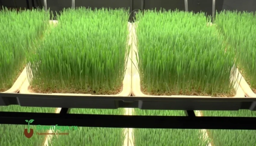 Минсельхоз КР предлагает фермерам обратить внимание на плюсы гидропоники