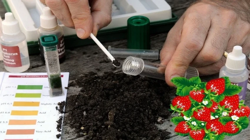 Роза Орозакунова: Почвенный анализ - ключ к спасению урожая в засуху